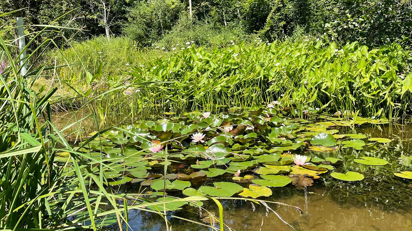 Biotop_Seerosen_2