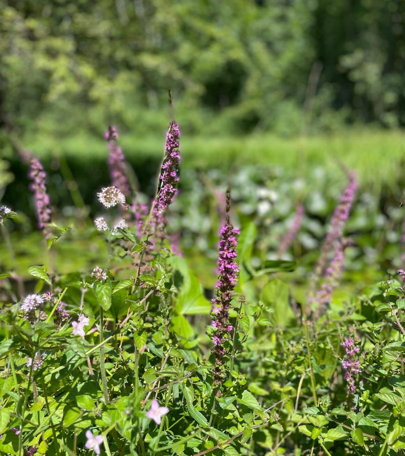 Biotop_Blumen_2